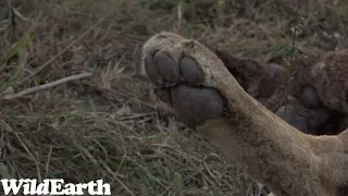 WildEarth - Sunset Safari -20 June 2023