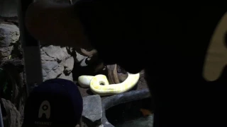 Tiger Python vs Dead Rat