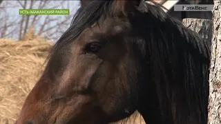 Ветинспекция Хакасии винит в массовой гибели лошадей ветеринара, фермеры не согласны