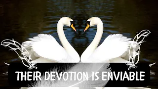 Swan: The Bird That Sings Before Its Death! Discover how wisely these creatures lead their lives!