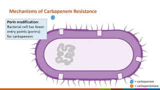CDC Mid-Atlantic Webinar Series: Simplifying Carbapenem Resistant Organisms