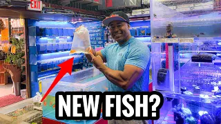 When Can I Add Fish to My New Aquarium?