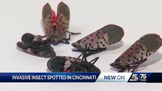 Spotted lanternfly found in Cincinnati; Here's what to know