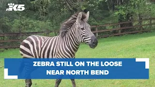 Zebra zeal leads King County official to ask public to stay away from area of sightings