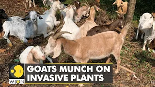 WION Climate Tracker: Goats munch on invasive plants, win-win for invasive species removal