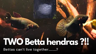 Two Betta Hendra?! In ONE TANK?! | Blackwater Wild Betta Tank #3 #bettabreeding