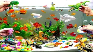 Colorful Aquarium, Cute Animals, Crocodile, Whale, Goldfish, Duck,Octopus,Frog,Jellyfish,Crab,Turtle