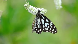 Butterflies Flying in Slow Motion Ultra  HD || Houston Butterfly Museum 4K Videos #butterfly #4k