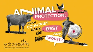 Animal Protection Around The World: Who Ranks Best and Worst?