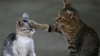 5 Minutes Straight Funny Moments of Cats