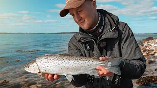 Forårs Havørred - Tobis Stimer Og Jagende Marsvin!