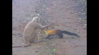 Yellow-throated martens launch a ferocious attack on a langur.