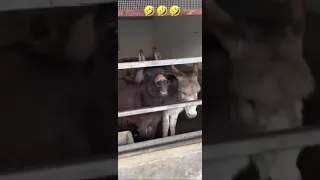 Poor donkey jumping off the bridge barking for his female baby donkey, flying donkey, donkey, ￼￼￼￼