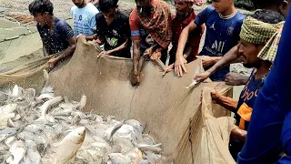 Unbelievable 2000 Kg Country Fish Catching Using Net | You Won’t Believe How we caught This