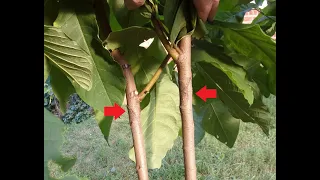 "Heel-and-Toe" "Compound-Graft" for Asimina Pawpaw Tree