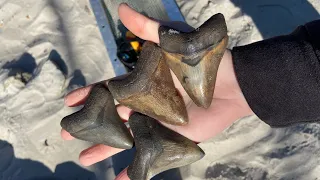 Finding Megalodon Sharks Teeth Diving Peace River