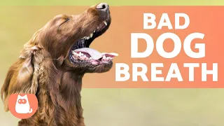 BAD BREATH in DOGS - 5 Tricks to GET RID of It