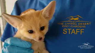 Baby Fennec Fox is Born at The Living Desert Zoo and Gardens