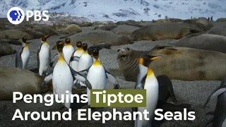 King Penguins Tiptoe Around Elephant Seals