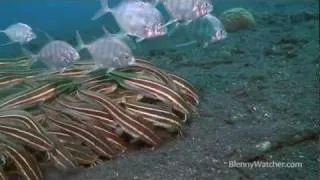 Striped Catfish Encounters in Lembeh