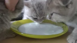 Как научить котят кушать.