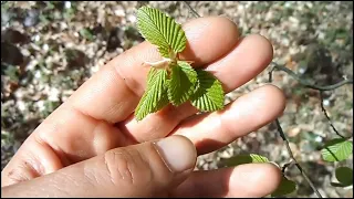 Actu Nature : 30 mars 2023 (premières feuilles d'arbres du printemps)