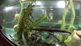 Our lima shovelnose catfish mimic a vertical twig in predatory stealth stance