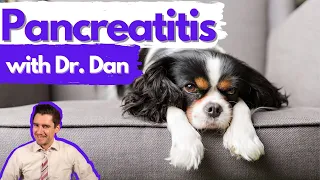 Pancreatitis in the dog.  Dr. Dan explains.