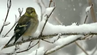 Gheorghe Zamfir - Birds of winter