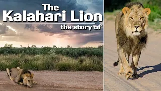 Protect the Kgalagadi / Kalahari Lion of the Kgalagadi Transfrontier Park Kgalagadi Photography