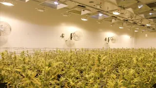 Grow Facility Tour in Illinois (GROWING BELUSHI)