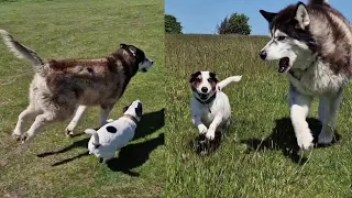 Husky and Little Pup Become the Best of Friends