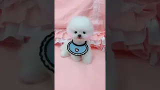 cute pomeranian | dog status video | tiktok |#shorts #statusvideo #latestviralvideo