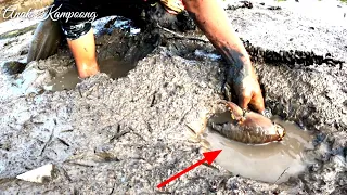 Amazing to find a big crab in a hole caught with his bare hands