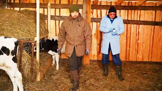 The veterinary service came to check the bulls