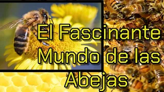 🐝🍯 El Fascinante Mundo de las Abejas