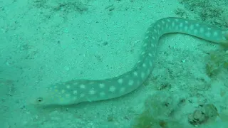 Snake and Spotted Moray Eels - Bonaire 2022
