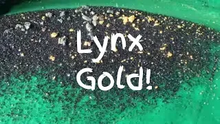 Arizona Gold Panning in Lynx Creek