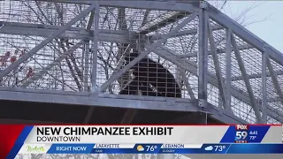 Indianapolis Zoo to open new chimpanzee complex Memorial Day weekend