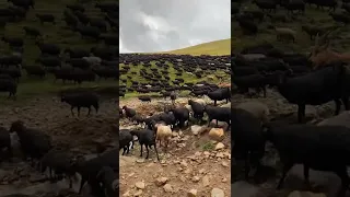 Карачаевская порода овец.