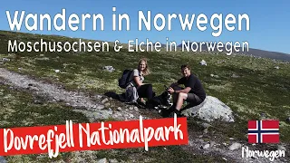 Norwegen | Wandern im Nationalpark Dovrefjell | Moschusochsen | VLOG