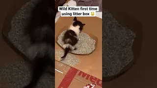 3  week old wild kitten learning to use litter box on her own