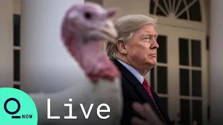 LIVE: Trump Pardons National Thanksgiving Turkey in the White House Rose Garden