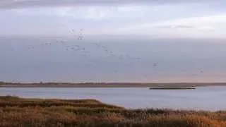 Zingst'er Bodden / Kraniche