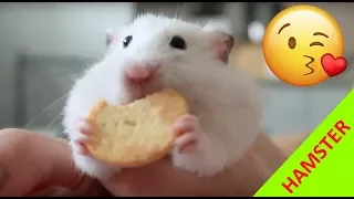 Cute hamster eating a cookie  | HD