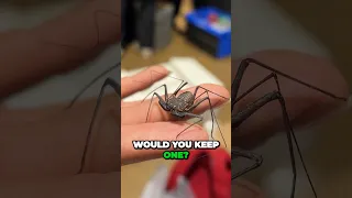 Would you keep a Tailless Whip Scorpion? 🕷️ #spider #bug #bugs #terrarium #invertebrate