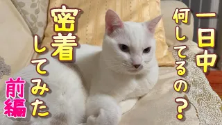 【前編】食べてばかりいる弟猫の１日のルーティンに密着してみた