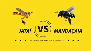 JATAÍ versus MANDAÇAIA: Os principais pontos que diferenciam as duas espécies de abelhas nativas.