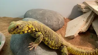 THE PERFECT SETUP FOR WILD CAUGHT UROMASTYXS.