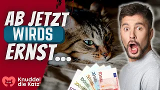 INFLATION! So viel TEURER wird es jetzt eine KATZE zu halten